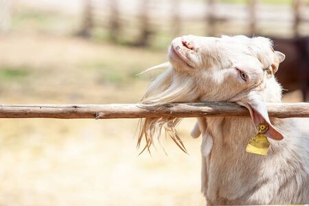 Happy white goat relaxing while leaning on the wood handrail, cute and humor, a local farming in Chiang Mai, Thailand.の写真素材