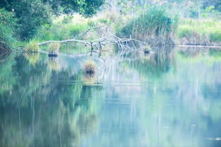 The quiet pond, scenic landscape of tropical pond on winter evening, gently reflecting of plants on freshwater. Phukhieo Wildlife Sanctuary, Thailand. Selective focus.の写真素材