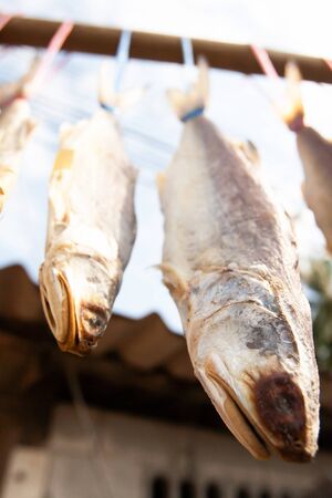 Sun-dried salted threadfins hang upside down in the sun in Tak Bai, Narathiwat, South Thailand. The fish is flavorful with a unique combination of salt, sweet and fermented good. Food cultures.の写真素材