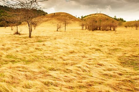 Fantastic scenery of golden grassland and grass mountains on summer dusk, abstract ripple of golden...