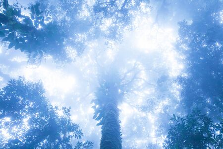 Fantastic bottom view of ancient tropical forest in blue misty, mystic shape of wild trees in dark...