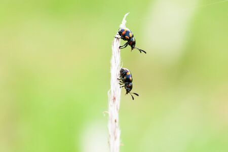 Closeup shot of some unknown couple insects are perching on a cogon grass flower. Ta Phraya National Park, Thailand-Cambodia border.の写真素材