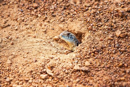 Close-up shot of Common Butterfly lizard emerge from the burrow on the gravel dirt ground in Ta Phraya National Park,の写真素材
