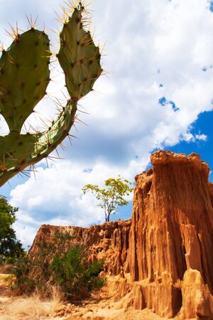 Landscape of a desert cactus with steeply sedimentary red sand in the backgrounds, art shape of...