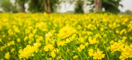 Beautiful scenery of yellow cosmos fields, blooming yellow cosmos flowers in agriculture farm,...