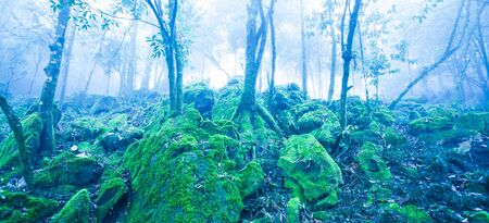 Mystic ancient tropical forest in blue misty, fantastic green moss and lichen in the rocks and branches of wild trees, fantasy landscape in foggy, remote location in Sa Pa, South Vietnam. Soft focus.の写真素材