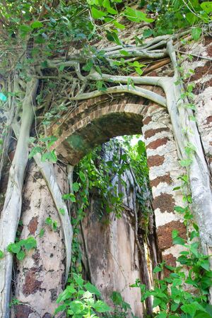 Old banyan trees covered ancient brick wall and arc of ruined house, the sun shines through branches of banyan trees on brick wall. Ban Tharae, Sakon Nakhon, Thailand.の写真素材