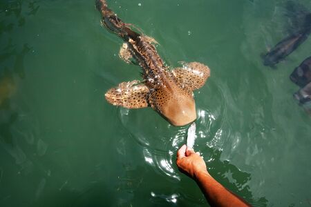 An ichthyologist feeding Leopard shark at outdoor aquarium on sunny summer. Kung Krabaen Bay Royal Development Study Center, Thailand.の写真素材