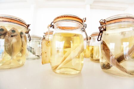 Sea fish specimens preserved in glass jars, sea fish specimens preserved in glass jars of formalin...