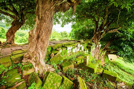 Old wild trees growing on the ancient causeway of Vat Phou, Laos, Vat Phou is a ruined Khmer Hindu temple complex in Champasak, Southern Laosの写真素材