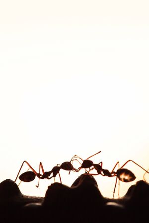 Couple Green Ants having a conversation in a vine, abstract transparent of shape of ants at dusk, blur sunset background. Silhouette, selective focus. Social concept.の写真素材