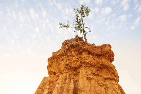 Magical a little young tree struggle to survive while growing on the pillar of sandstone, fantastic...