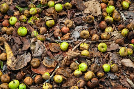 Top view shot of fresh and bad figs on dried leaves in a tropical forest. Food in nature.の写真素材