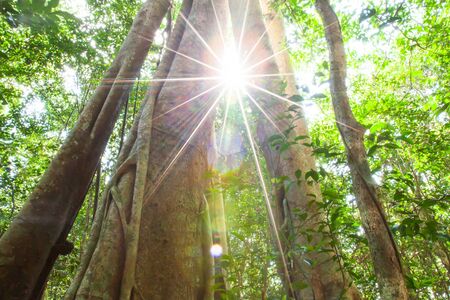 Magical low angle view of a large banyan tree growing in a primeval forest, glowing sun shines through old banyan tree trunk, fantastic large tree. World Environment Day concept.の写真素材