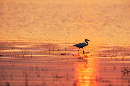 A Great Egret walking in a tropical swamp at sunset, abstract shape of Great Egret against the red sun reflects on surface of water, rural scene in west Thailand.の写真素材