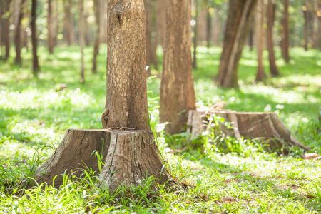 Strong teak growth up within dead teak tree stump, dead or alive. Survival concept.の写真素材