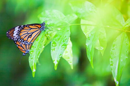 Couple Monarch butterflies mating on green leaf after the rain, water drops on green leaves. Close-up. Selective focus.の写真素材