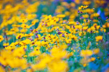 Colorful yellow and purple sulfur cosmos flower are in bloom in springtime, abstract shade of yellow and purple colors. Selective focus.の写真素材