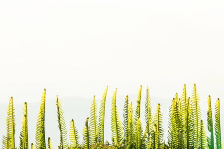 Picturesque morning landscape with fresh fern and mountain range in the background. Selective focus.の写真素材