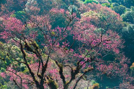 Colorful young pink leaves and flowers of wild tree against sunrise in springtime, bright and beautiful foliage of wild tree in season specific. Selective focus.の写真素材
