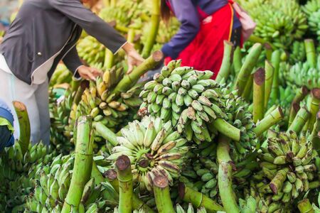 Laotian women vendor selects fresh bananas fruit for sale at a daily market in Pakse, South Laos. Lots of raw and fresh bananas in a local market. Selective focus.の写真素材