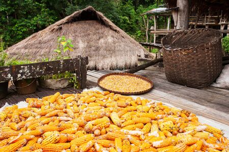Mature corn and corn seeds on bamboo basket and the terrace of old wooden house for natural drying. Vintage still life in Southeast Asia. Food culture. Selective focus.の写真素材