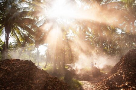 An asian female gardener burning coconut shell charcoal in coconut palm tree garden in the morning,...