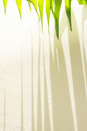 Green palm leaves and striped shadow on cream wall, sunbeam shines through palm leaves onto the wall.の写真素材
