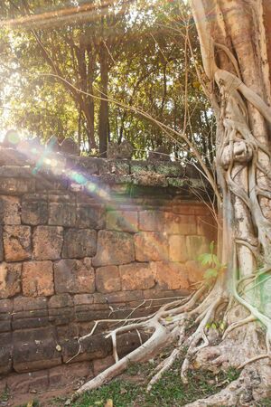 Ancient brick wall and old banyan tree at sunrise, sunbeam shines through old trees onto ancient brick wall and old banyan tree, magical lens flare.の写真素材