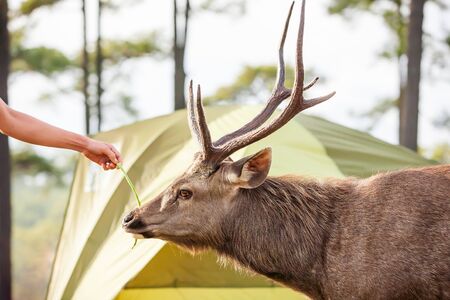 Unknown tourist feeding Sambar stag at campsite, tent camping area and pine forest in the...