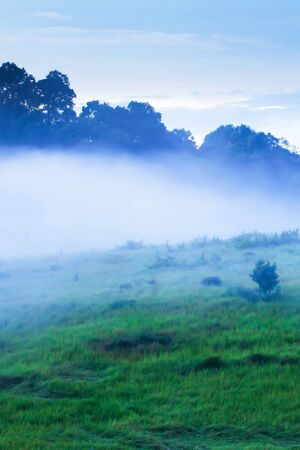 Picturesque landscape of green grassland in the morning mist, tropical forest and mountains in the backgrounds. Defocus for creative background.の写真素材