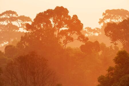 Picturesque aerial view of primeval forest at sunrise, golden early light shines onto branches and twigs of large trees. Khao Yai National Park. Thailand.の写真素材