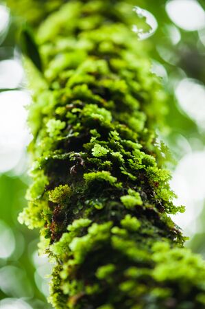 Lush green fern growing on the trunk of tropical tree, natural forest blurred in the background. Selective focus.の写真素材