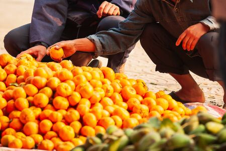 Close-up shot of two Vietnamese selects ripe and fresh oranges on the roadside in North Vietnam.