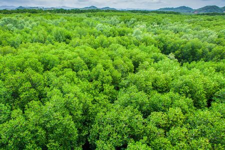 Aerial view of mangrove forest near a tropical coastline, abstract shape of branches and leaves of mangrove trees.の写真素材