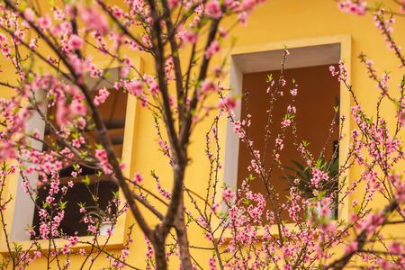 Blooming Peach cherry trees next to an ancient french colonial residence, winter scene in Sa Pa, Vietnam. Selective focus.の写真素材