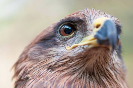 Close-up shot of Crested serpent eagle face, brown eyes looking up, blurred natural background.の写真素材