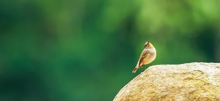 Cute a little Red-throated Flycatcher is perching on the stone isolated on blurred green forest in the background, beautiful orange throat of the breeding male Flycatcher. Khao Yai National Park, Thailand.の写真素材