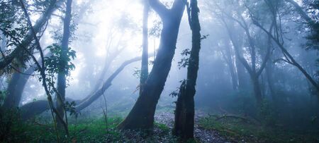 Mystic primeval forest in blue misty, soft sunbeam shines through branches of wild trees onto epiphytes growing on the trunk of tropical trees.の写真素材
