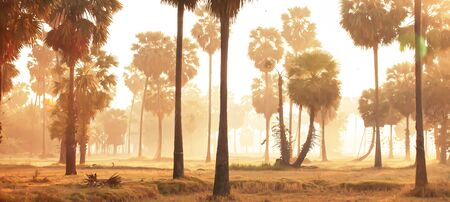 Picturesque palm trees in paddy fields on summer morning, warm sunrise shines onto the field in gentle mist. Agriculture concept.の写真素材