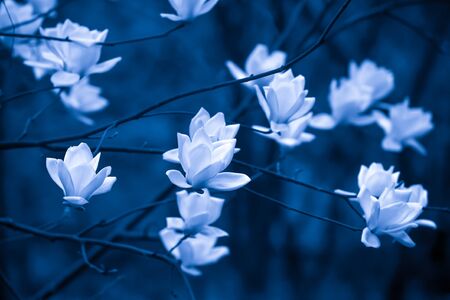 Elegant white magnolia flowers are in bloom in the moonlight, bright and beautiful white petal against dark blue shade in the backgrounds. Close-up. Selective focus.の写真素材