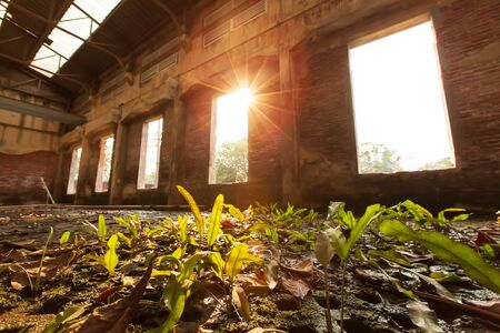 Low angle view of abandoned interior of ancient fort, sunbeam shines through ruined window on green fern growing on concrete floor. Focus on fern leaves.の写真素材