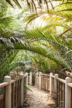 Empty abandoned wooden walkway on concrete pillars covered with palm forest. Focus on palm leaves.の写真素材
