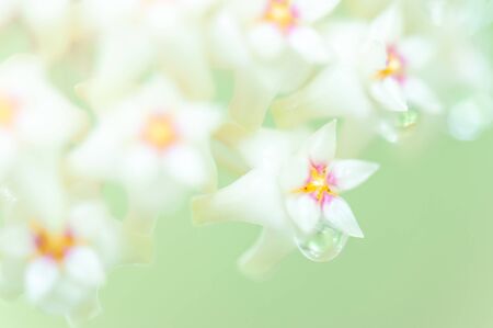 Blooming white Hoya parasitica (Roxb.) Wall. Ex Wight flower with nectar. Close-up. Focus on pink petals.の写真素材