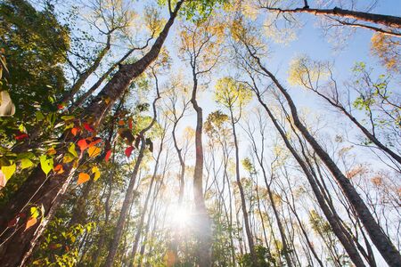 Bright and colorful spring forest at sunrise, sunbeam shines through branches of wild trees on...