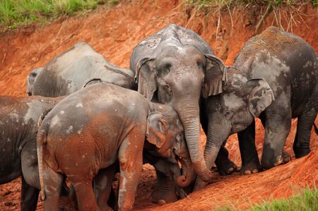 Happy a herd of Asian Elephants feeding on salt lick on rain morning. Khao Yai National Park  Thailand.の写真素材