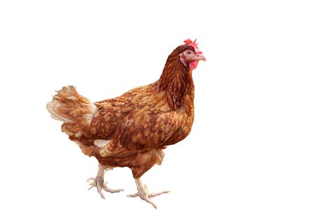 A brown hen isolated on white background.の写真素材