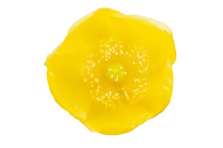 Close-up of yellow Hypericum hookerianum Wight & Arn. flower isolated on white background . Focus on white pollen.の写真素材