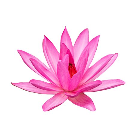 Blooming pink water lily flower isolated on white backgroundの写真素材