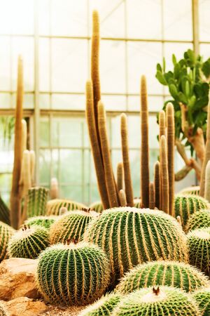 Various of cactus in the glasshouse of a botanical Garden.の写真素材